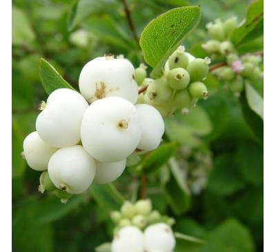 Сніжноягідник китайський Albus (Symphoricarpos sinensis Albus)